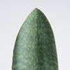close up detail view of the foliage of whalefin sansevieria, the leaf looks very much like the fin of a whale with light and dark green stripes and splotches