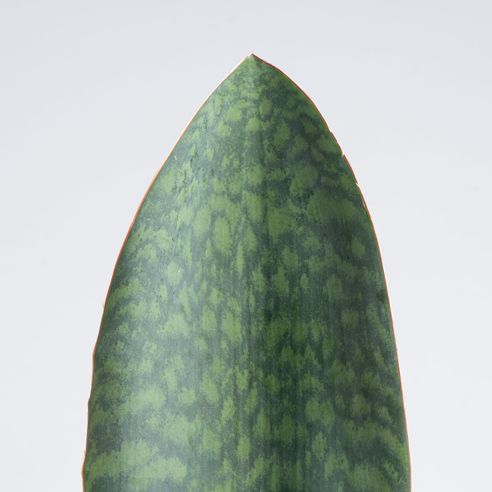 close up detail view of the foliage of whalefin sansevieria, the leaf looks very much like the fin of a whale with light and dark green stripes and splotches 