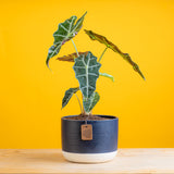 alocasia polly plant in a navy blue and white two tone pot. the plant is set against a bright yellow background