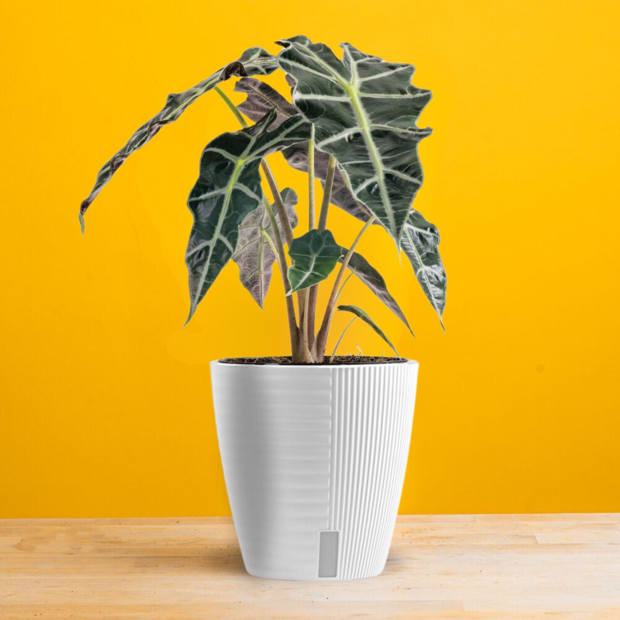 An Alocasia Polly plant in a white self-watering decor container and a bright yellow backdrop. The leaves are textured and pointy in shape.