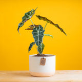 alocasia polly in a two tone colored pot that is cream and apricot colors. the plant is set against a bright yellow background