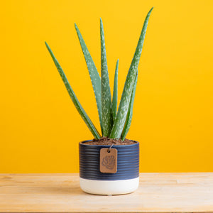 a small aloe vera plant in a two tones colored navy and white pot set against a bright yellow background. the pot features a small leather tag with a monstera leaf embossed on it. the plant has 6 upright leaves