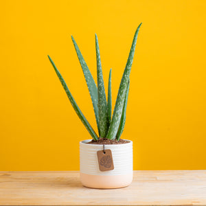 a small aloe vera plant in a two tone colored cream and apricot pot set against a bright yellow background. the aloe has 6 leaves and is green with some white spots up and down the plant 