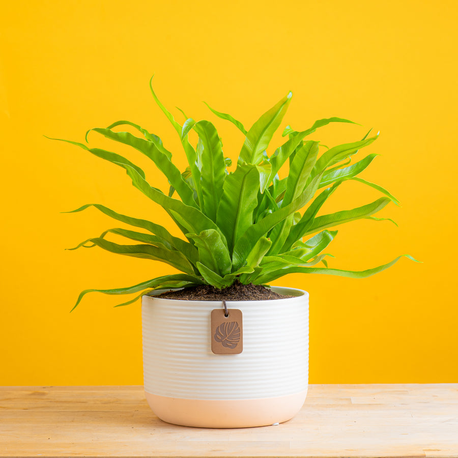 birds nest fern in two tone colored pot set on a bright yellow background