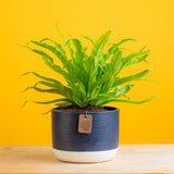 birds nest fern in navy blue and white two tone pot set on a bright yellow background