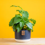 calathea network plant in navy pot set on bright yellow background