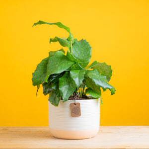 calathea network plant in two tone cream colored pot set on a brightly colored yellow background