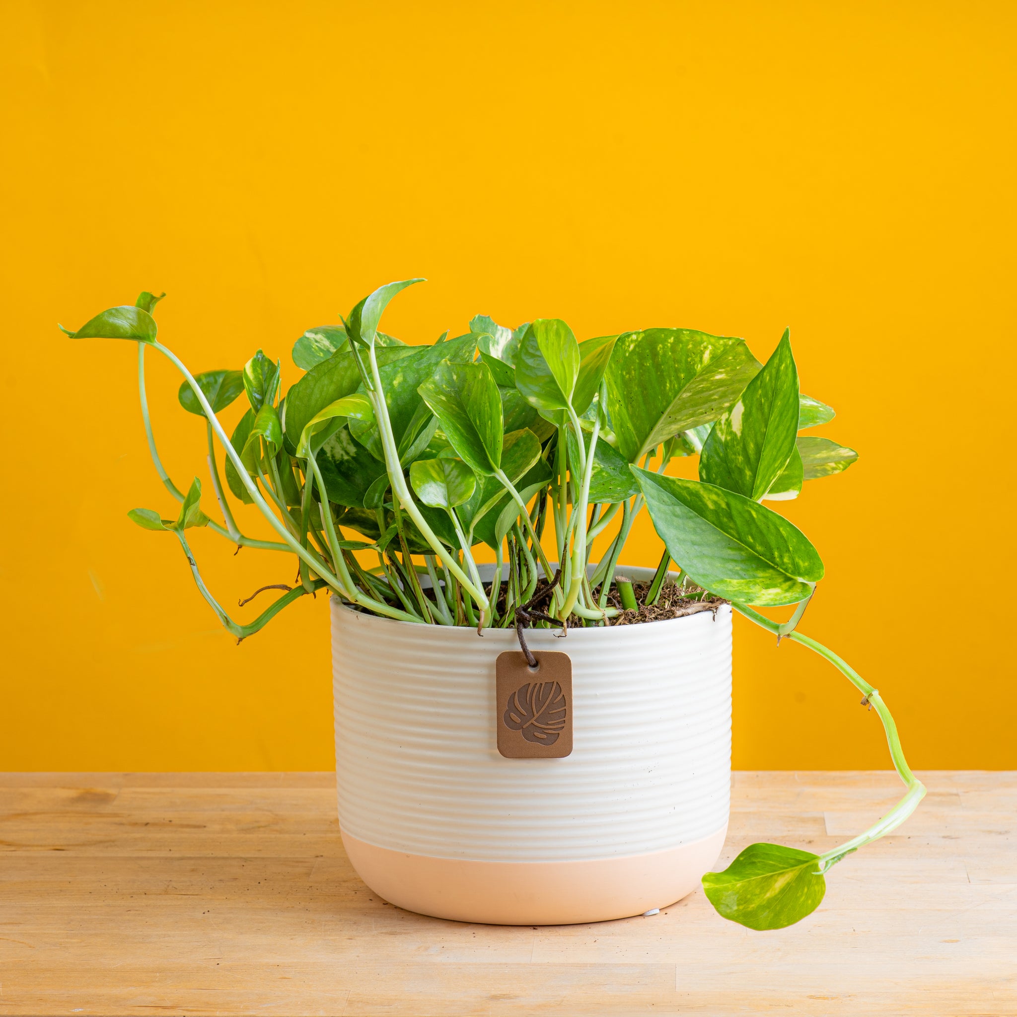 golden pothos in two tone cream pot set against a bright yellow background