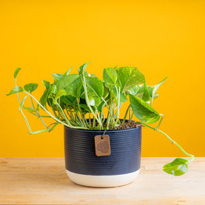 golden pothos in two tone white and navy pot, set against a bright yellow background