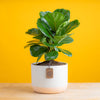 little fiddle leaf fig plant in a two tone cream colored ceramic pot with shiney leaves, against a bright yellow background