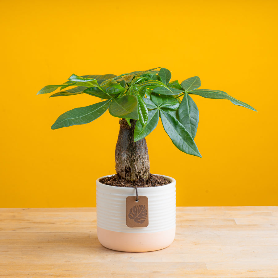 A Mini Money Tree plant sits on a light wooden table with a bright yellow backdrop. The plant is in a cute pink and white ceramic decor pot. 