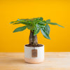 A Mini Money Tree plant sits on a light wooden table with a bright yellow backdrop. The plant is in a cute pink and white ceramic decor pot. 