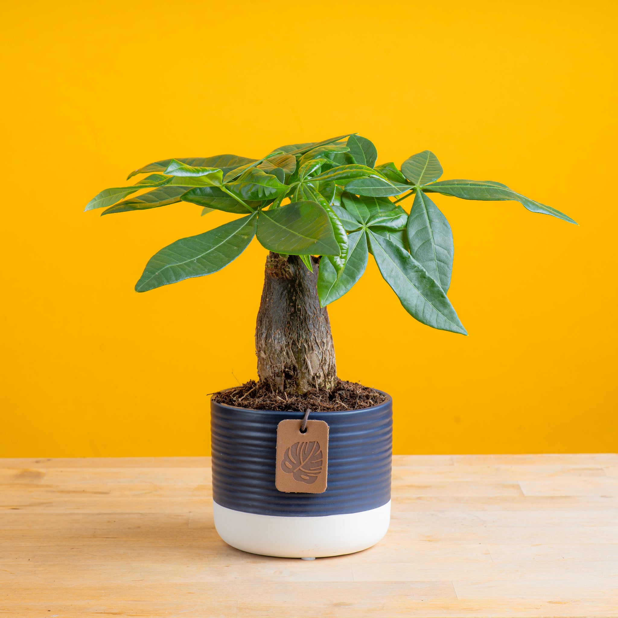 A Mini Money Tree plant sits on a light wooden table with a bright yellow backdrop. The plant is in a cute blue and white ceramic decor pot. 