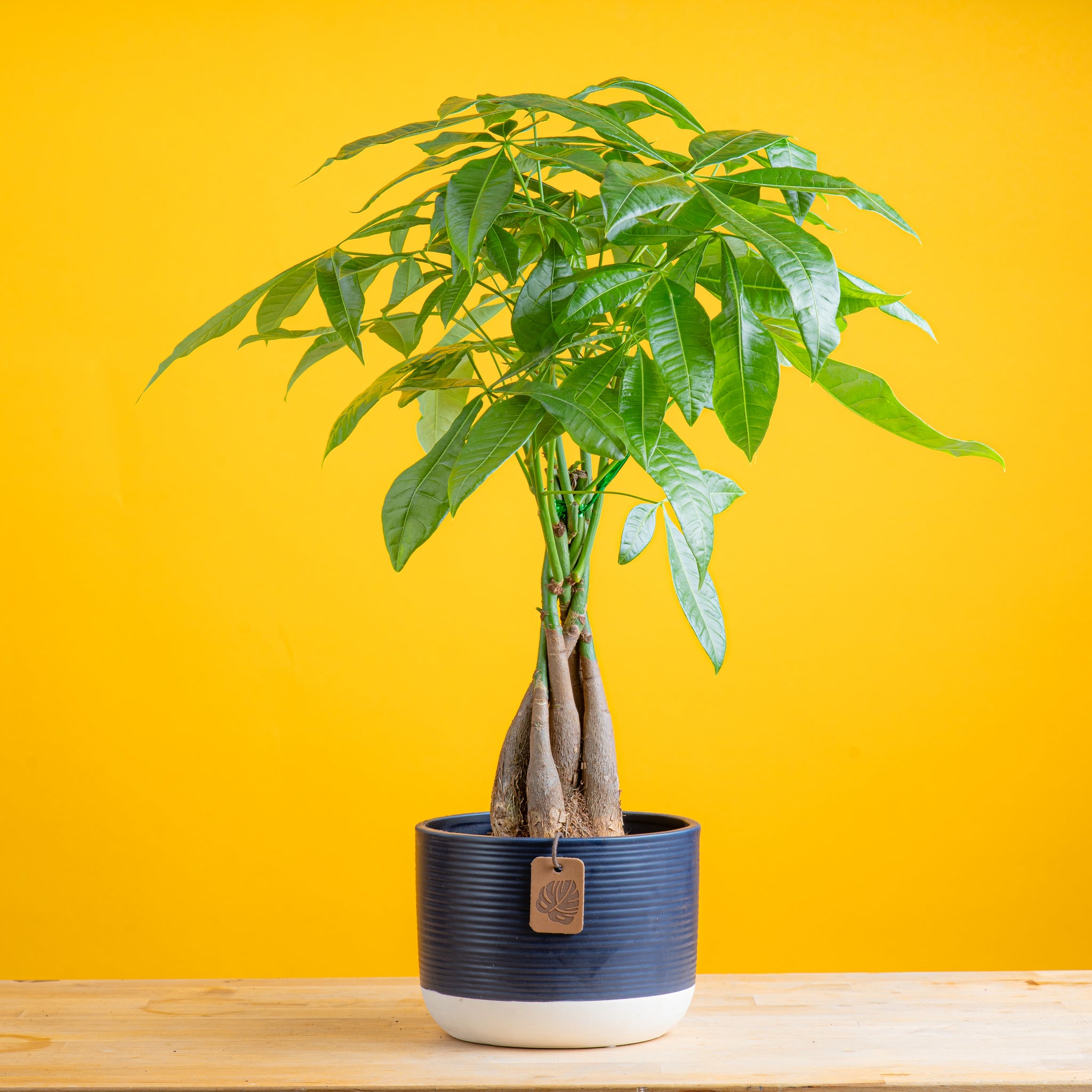 medium braided pachira money tree in a two tones navy and white ceramic pot, set against a bright yellow background 