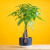 medium braided pachira money tree in a two tones navy and white ceramic pot, set against a bright yellow background 