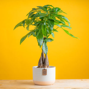 medium braided pachira money tree in a two toned white and cream ceramic pot, set against a bright yellow background