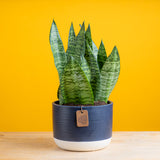 medium snake plant in two tone navy and white ceramic pot, set against a bright yellow background