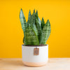 medium snake plant in two tone cream and white ceramic pot, set against a bright yellow background