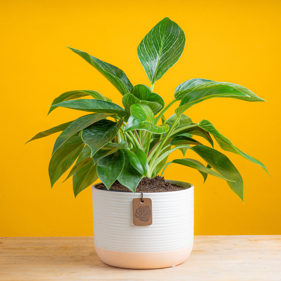 philodendron birkin plant in a two tone white and cream ceramic pot, the plant is set against a bright yellow background 