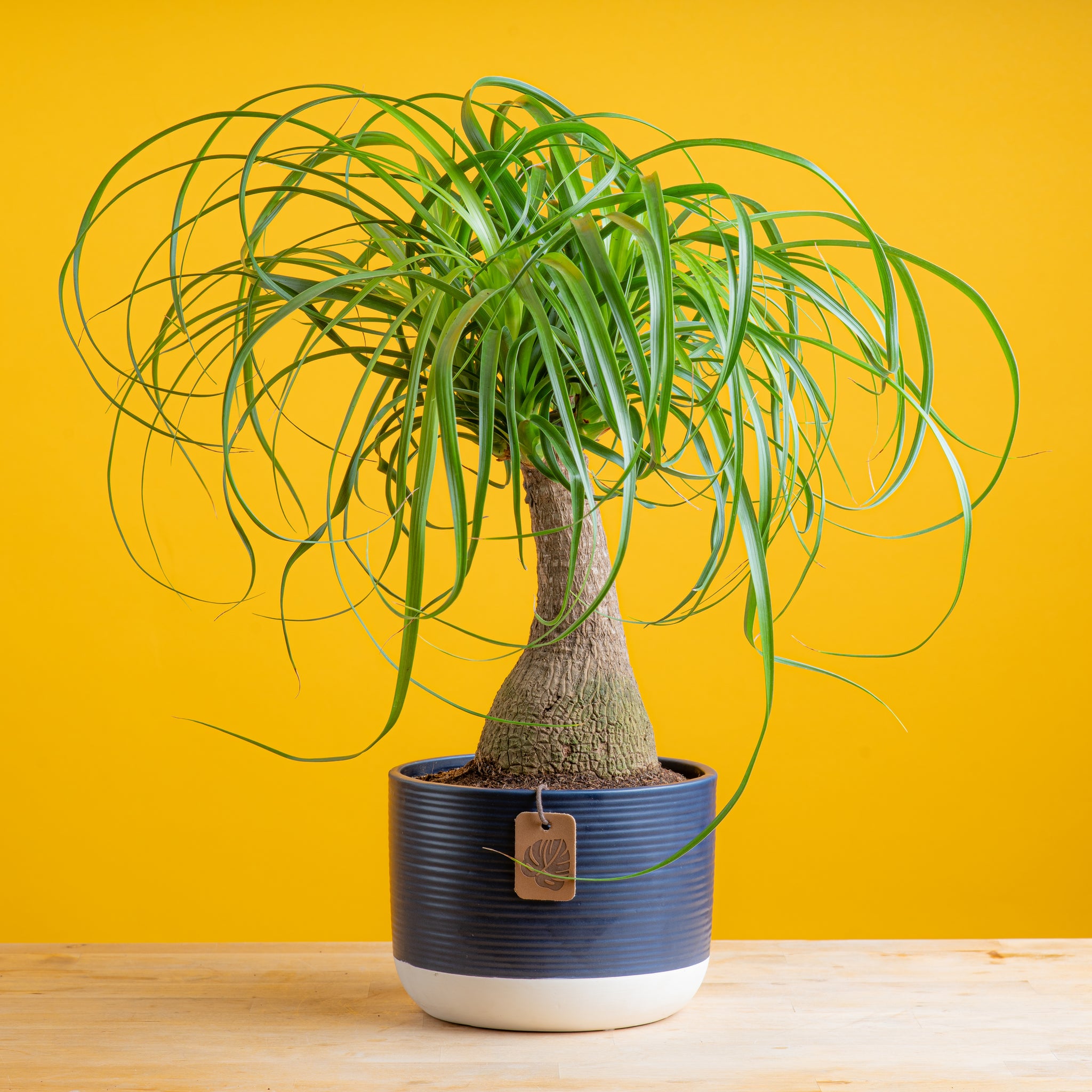 medium ponytail palm in a two tone navy and white ceramic planter, set against a bright yellow background