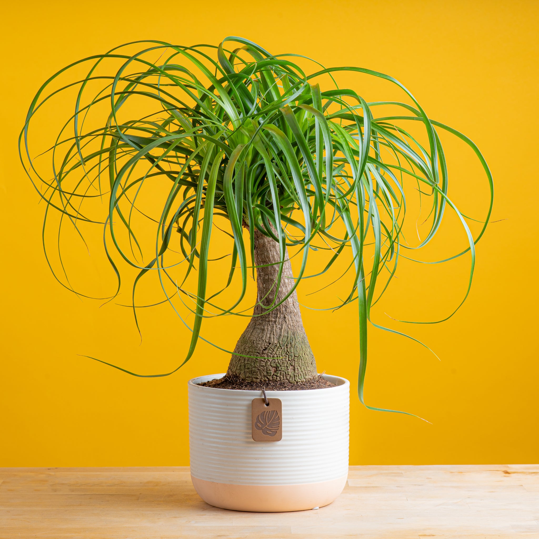 Ponytail Palm – Costa Farms