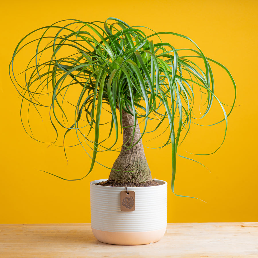 medium ponytail palm in two tone cream and white ceramic planter set against a bright yellow background
