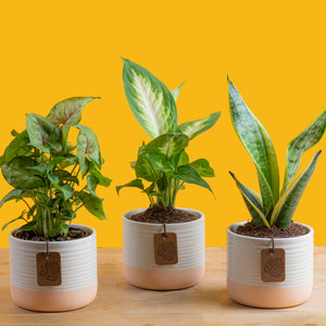 a pack of 3 clean air plant in a two tone cream and white ceramic pot set against a bright yellow background plants are a variety mix