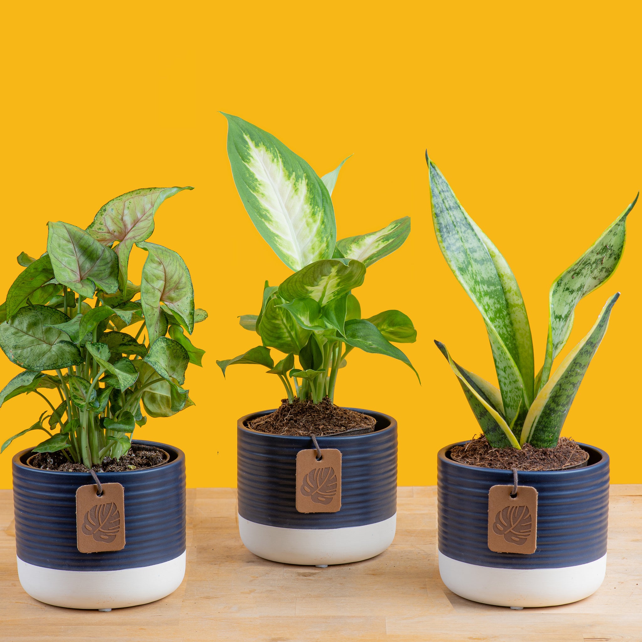 a pack of 3 clean air plant in a two tone blue and white ceramic pot set against a bright yellow background, the plants are a variety mix