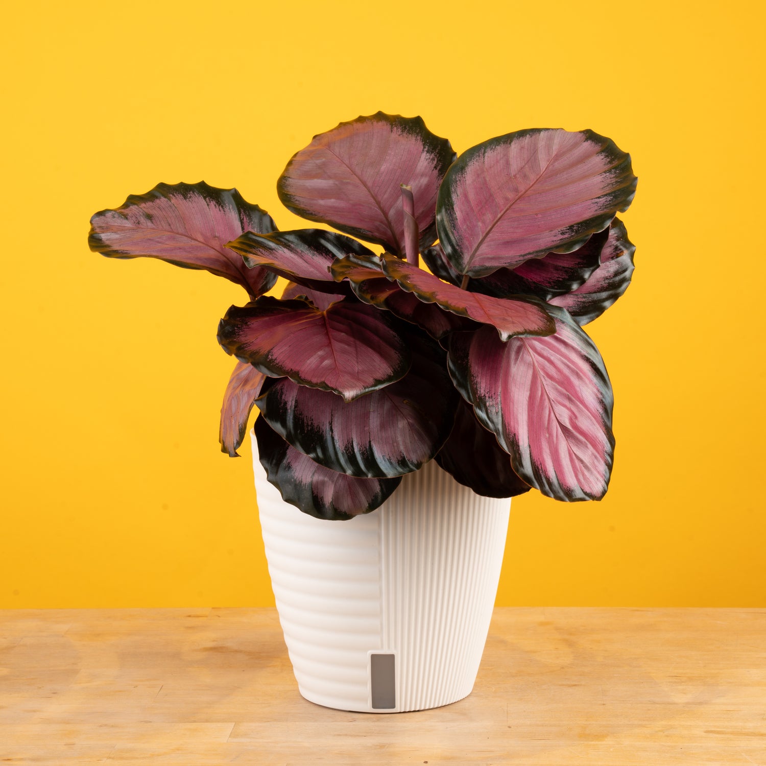 A Calathea Pink star plant in a self-watering white decor container set with a bright yellow backdrop. The leaves are a dark pink with black edges. 