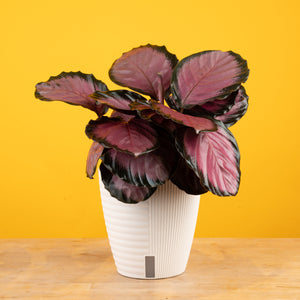 A Calathea Pink star plant in a self-watering white decor container set with a bright yellow backdrop. The leaves are a dark pink with black edges. 