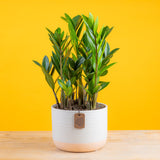 medium zz plant in two tone cream and white pot set against a bright yellow background 