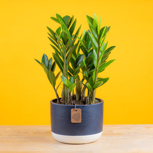 blue - medium zz plant in two tone navy and white pot set against a bright yellow background 