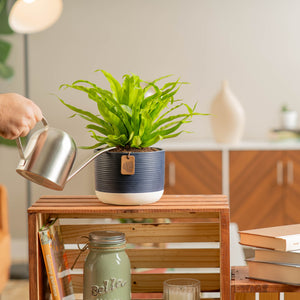birds nest fern in navy pot being watered by a person in a brightly lit living room