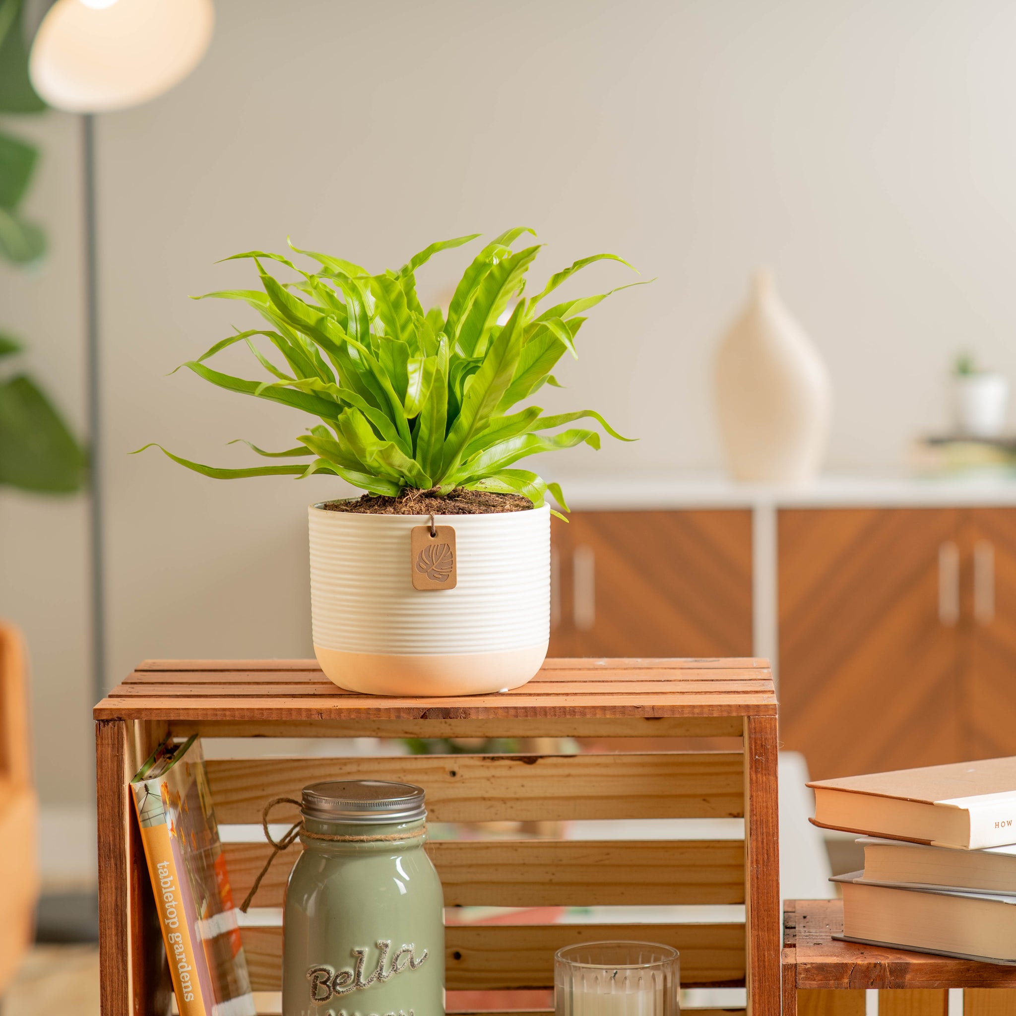 birds nest fern in two tone pot on a self in a brightly lit living room