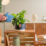 calathea network plant in navy pot and the leaves are being cleaned by a person in a brightly lit living room