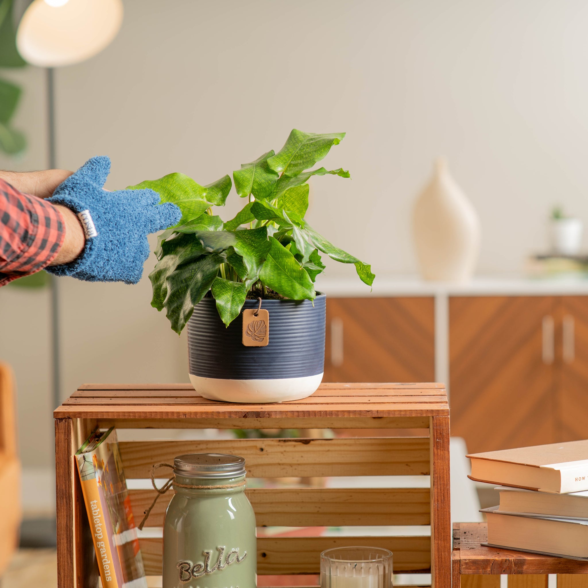 calathea network plant in navy pot and the leaves are being cleaned by a person in a brightly lit living room