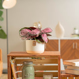 calathea pink star plant in ceramic pot on stop of a wooden crate shelf in someones brightly lit living room