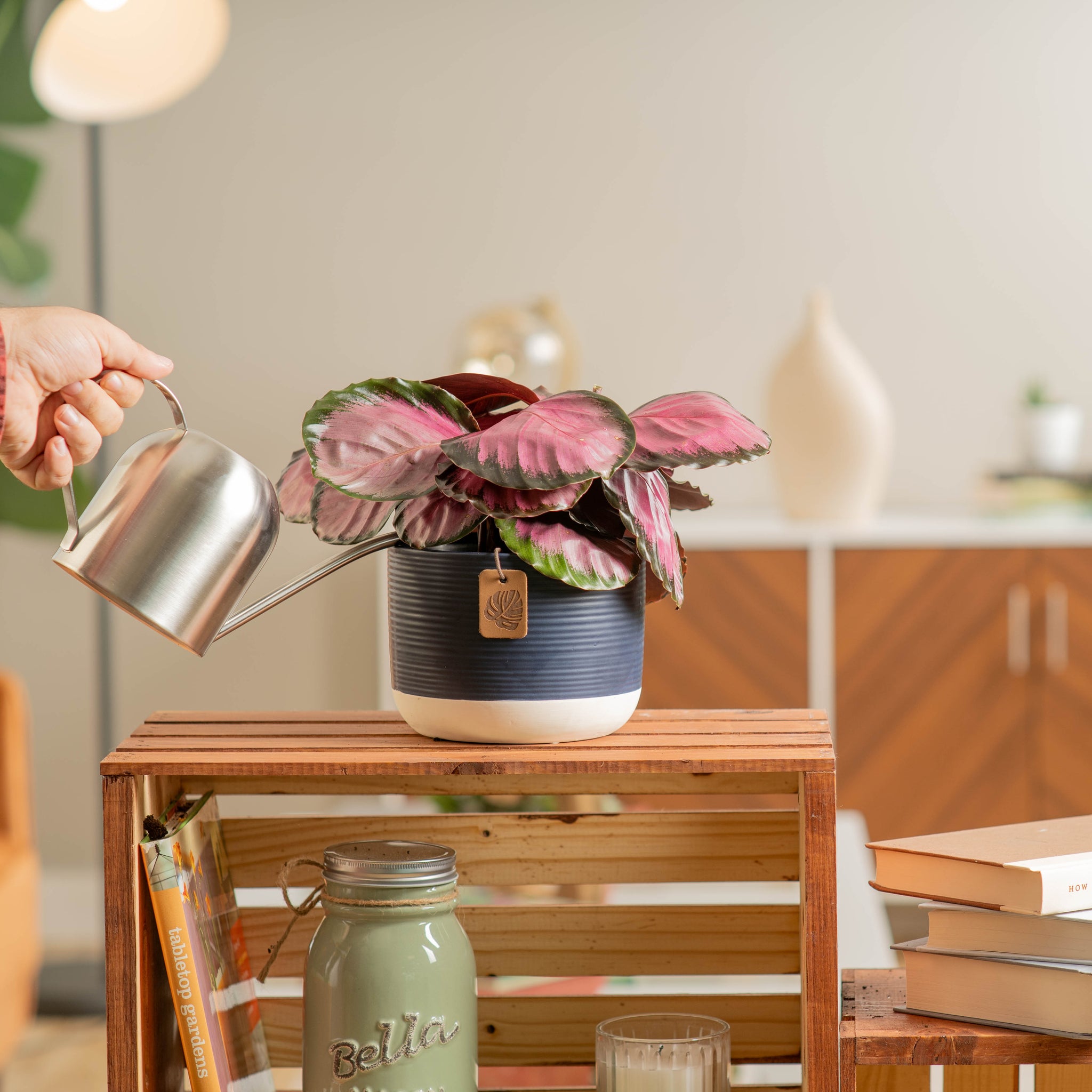 calathea pink star plant in navy blue and white pot being watered by someone in a brightly lit living room 