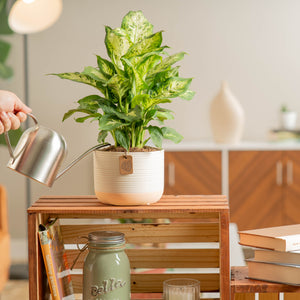 dieffenbachia plant is being watered by someone. the plant is on a shelf in their living room