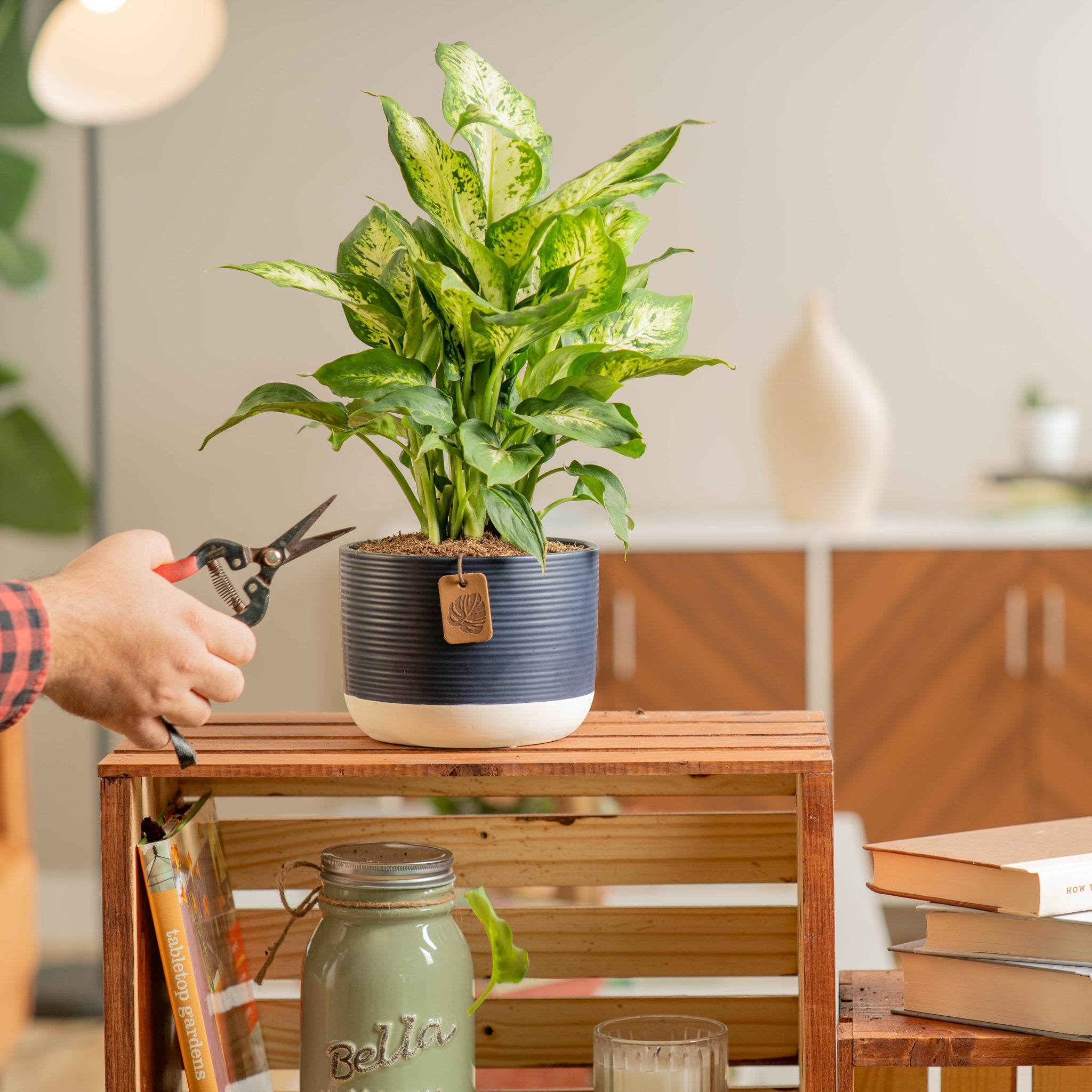 dieffenbachia plant is being trimmed by someone with small plant scissors. 