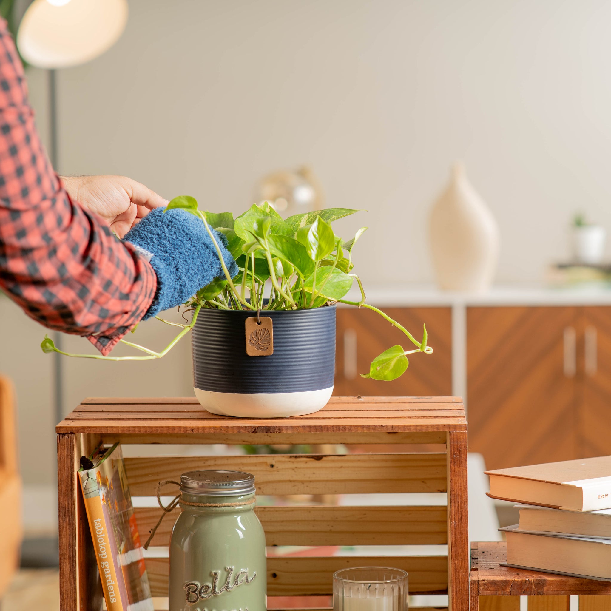 golden pothos plant in two tone white and navy pot, being cleaned by someone in their brightly lit living room 