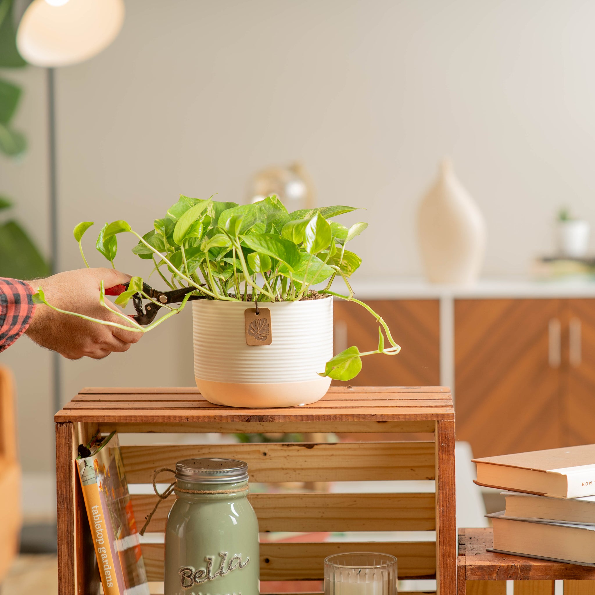 golden pothos plant in two tone cream and apricot pot being pruned by someone in their brightly lit living room 