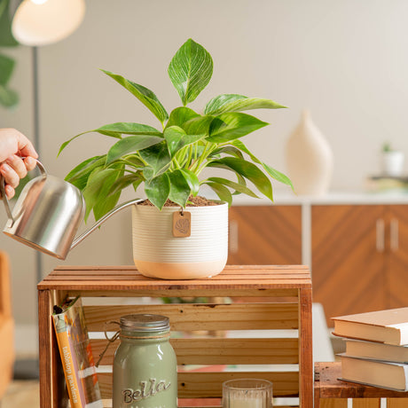 philodendron birkin plant in a two tone white and cream pot being watered and cared for by someone in their brightly lit living room