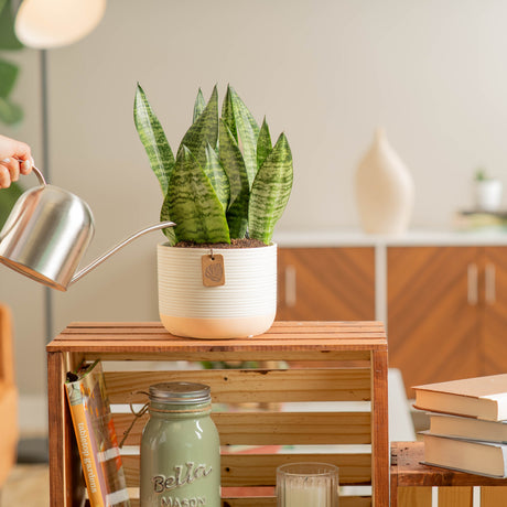 medium snake plant in two tone cream and white ceramic pot being watered by someone in their brightly lit living room