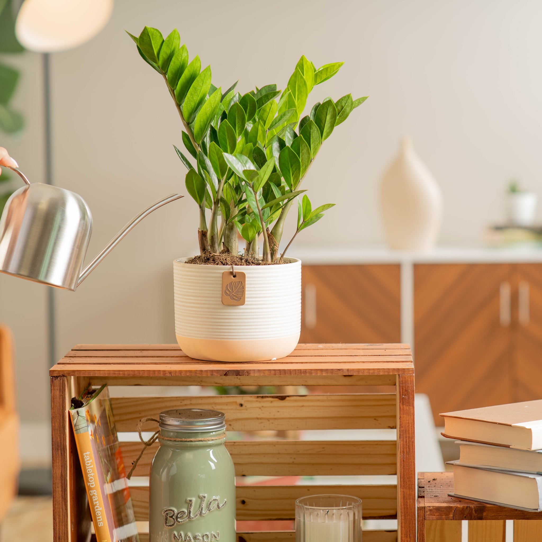 medium zz plant in two tone white and cream pot being watered by someone in a brightly lit living room 