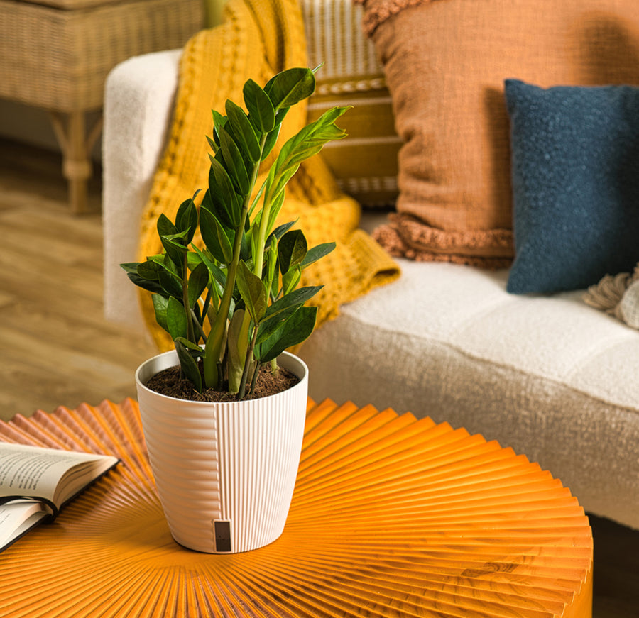 Medium ZZ plant in a self-watering container. The plant is in a living room setting with a bright orange coffee table and white fuzzy couch.