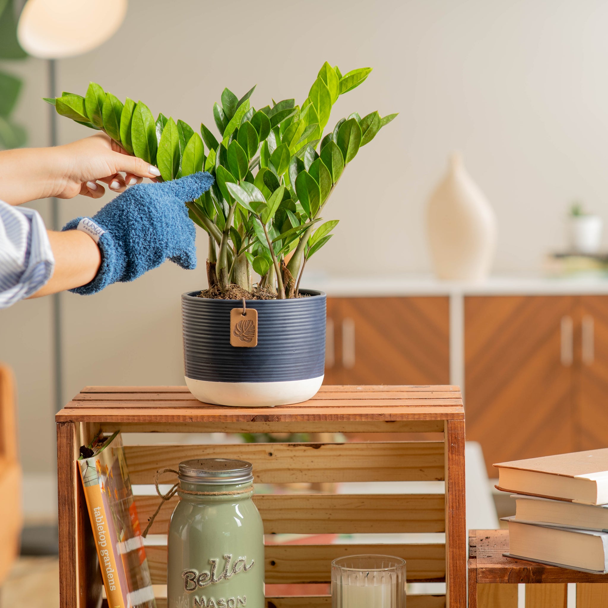 medium zz plant in navy and blue two tone pot with its leaves being dusted by someone in their brightly lit living room 