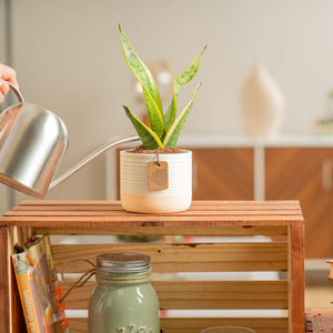 A small snake plant in a pink and white ceramic pot. A hand extends out to water the plant with a silver watering can. It sits on a wooden table. 