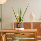 the aloe vera plant in a two tone colored navy and white pot with small leather tag decoration set in a brightly lit and modern living room. the plant is sitting in a wooden shelf that is decorated with a book and a candle 