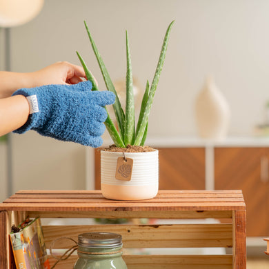 Aloe Vera | small – Costa Farms